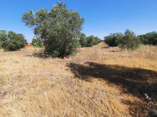 Terreno composto de olival tradicional situado perto de Vale de Vargo, Serpa