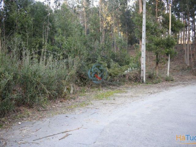 Terreno composto por Pinhal | 26073481018