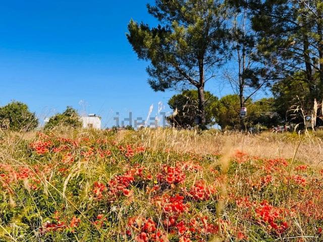 Terreno, Comporta
