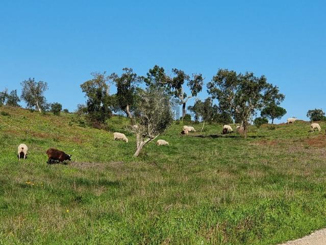 Terreno, Comporta