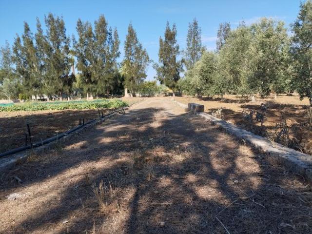 Terreno con 70 alberi d'ulivo