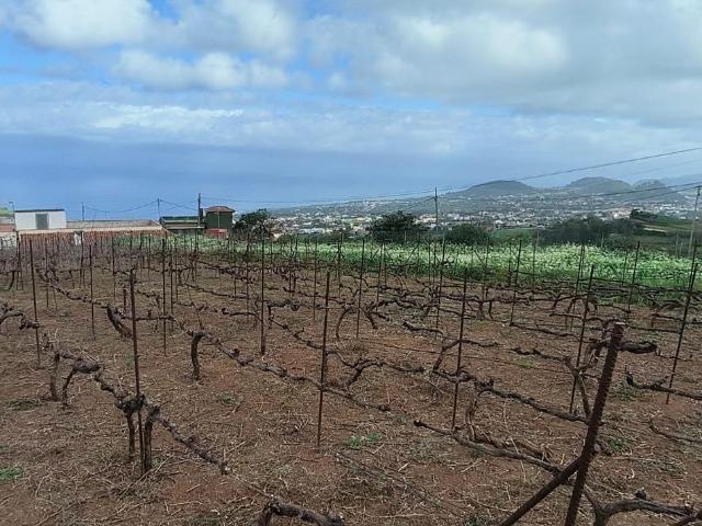 Terreno con viñedos en Ravelo