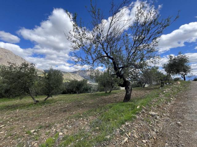 Terreno con casi 40.000 m² en venta en Ríogordo, Málaga
