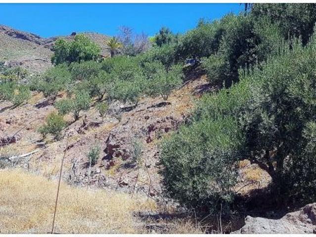 Terreno con olivos, invernadero y cuarto apero con agua y luz en la montaña de San Bartolomé de Tira