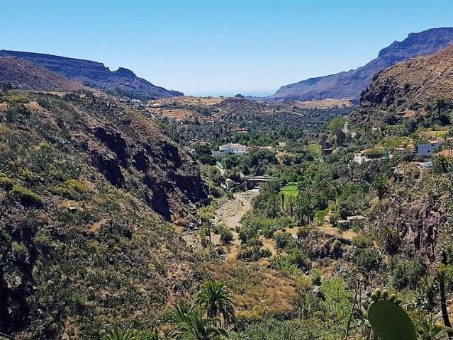 Terreno con olivos, invernadero y cuarto apero con agua y luz en la montaña de San Bartolomé de Tirajana