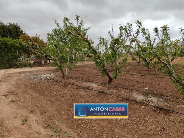 TERRENO CON PEQUEÑA CASITA EN PINOSO