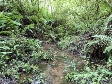 Terreno con río y manantial cerca de Avándaro, 21 hectáreas