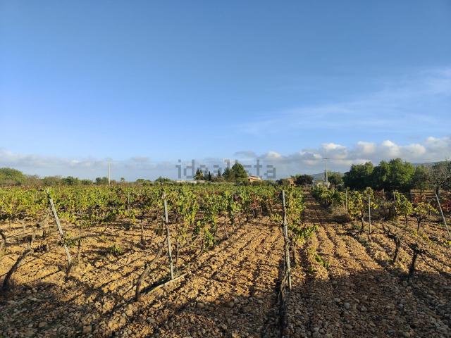 Terreno, Consell