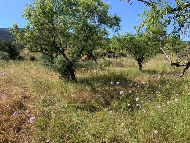 Terreno, Corbera d&apos Ebre