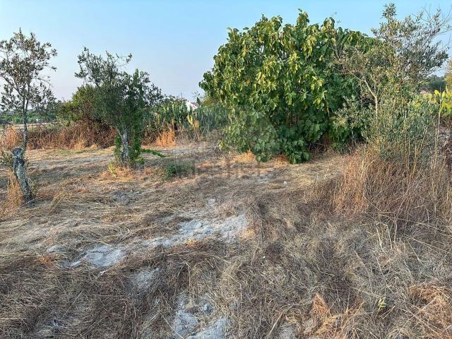 Terreno, Coruche