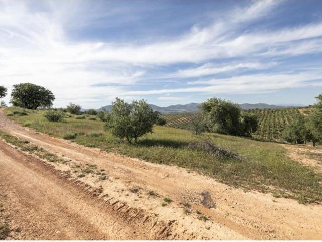 Terreno de olivos en Cogollos Vega: naturaleza, inversión y futuro en un solo lugar
