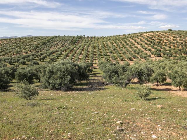 Terreno de olivos en Cogollos Vega: naturaleza, inversión y futuro en un solo lugar