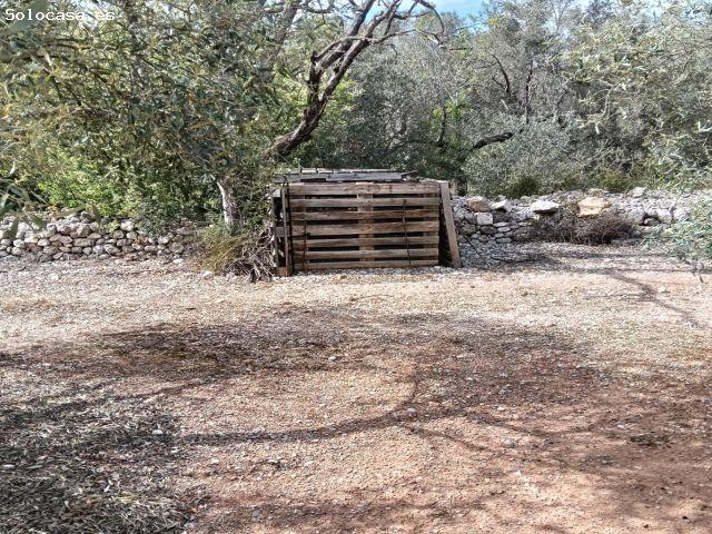 terreno de olivos para fotovoltaica