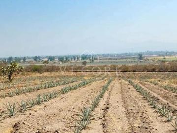 TERRENO DE AGAVE EN VENTA EN TALA, JALISCO