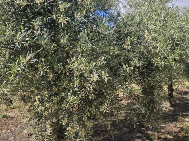 Terreno De Cultivo en Venta en, Córdoba