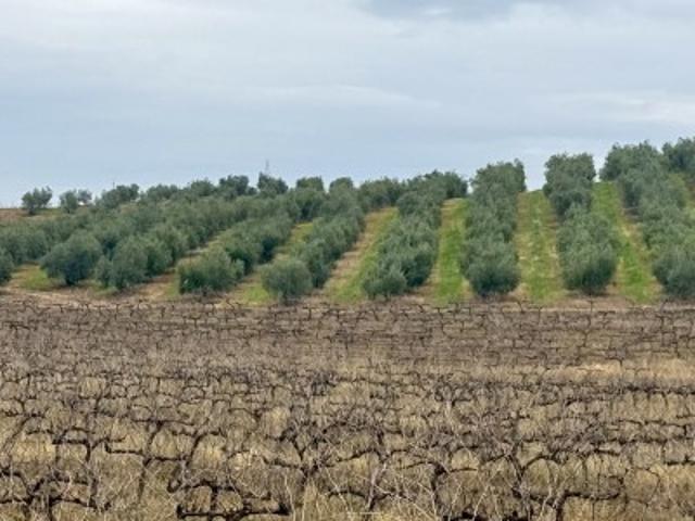 Terreno De Cultivo en Venta en Alvarado, Badajoz