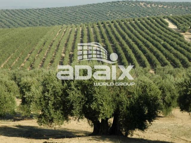 Terreno De Cultivo en Venta en Olivar en La Camila Lucena, Córdoba