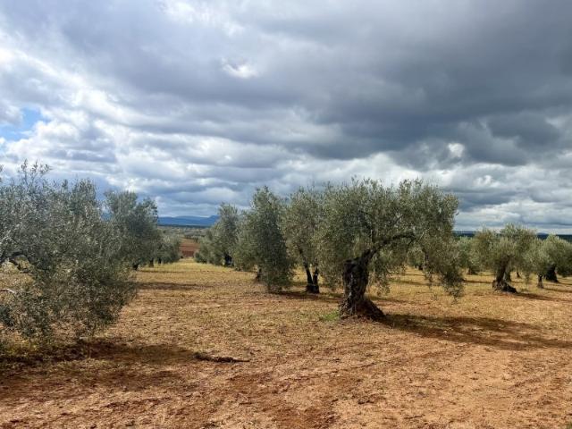 Terreno De Cultivo en Venta en Santa Marta, Badajoz