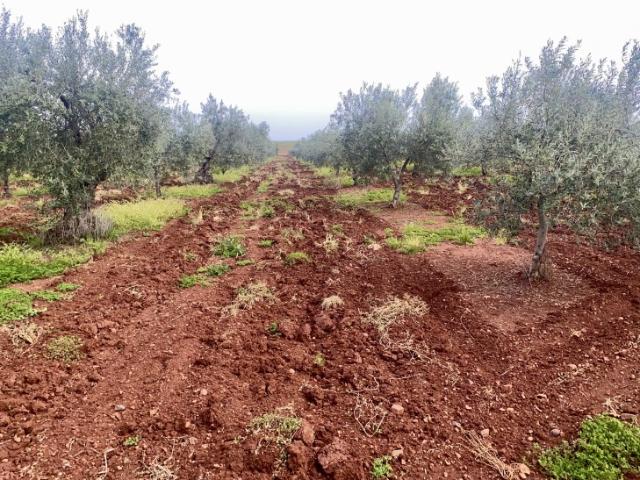 Terreno De Cultivo en Venta en Santa Marta, Badajoz