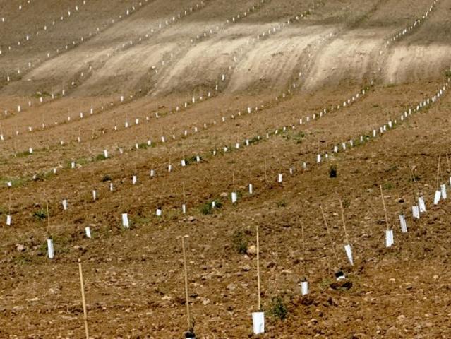 Terreno De Cultivo en Venta en Santa Marta, Badajoz