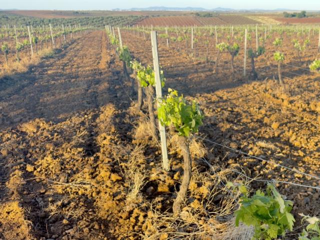 Terreno De Cultivo en Venta en Santa Marta, Badajoz