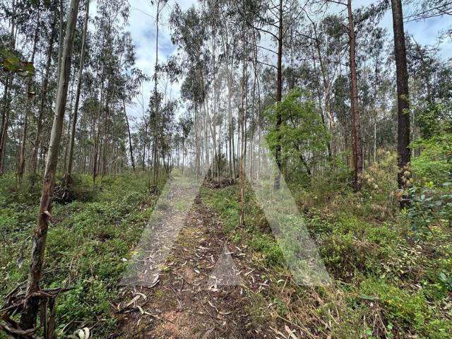 Terreno de Eucaliptos em Leiria