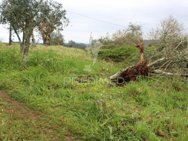 TERRENO DE FLORESTA