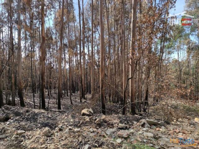 Terreno de pinhal. | 26063387973