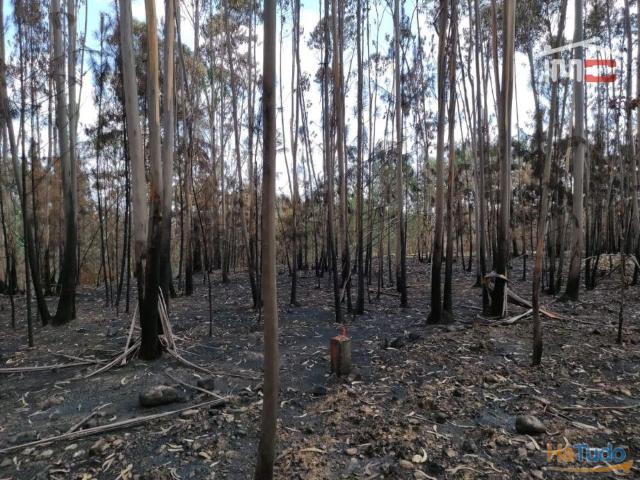Terreno de pinhal. | 26063387972