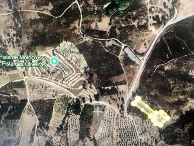 Terreno de pinhal e oliveiras