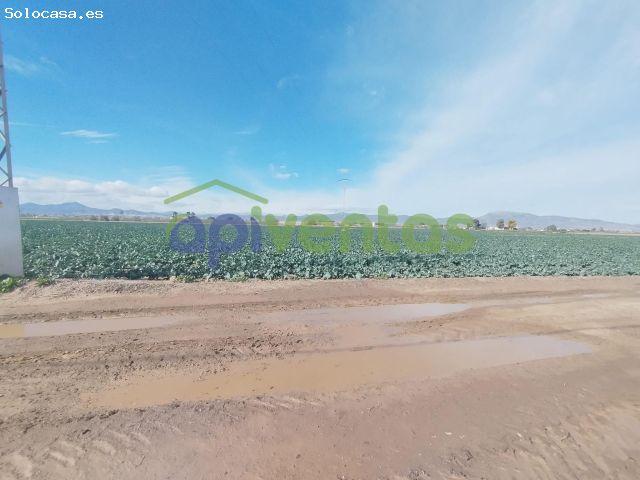 Terreno de Regadío en Purias Oportunidad Única