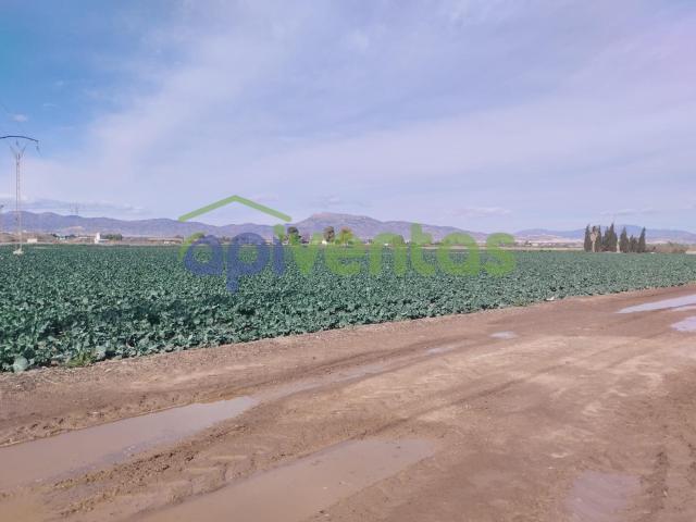 Terreno de Regadío en Purias Oportunidad Única