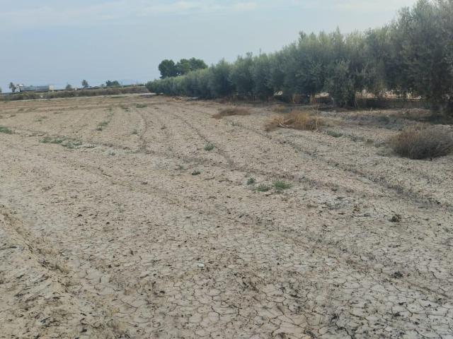 Terreno de Regadío La Ñorica, Totana