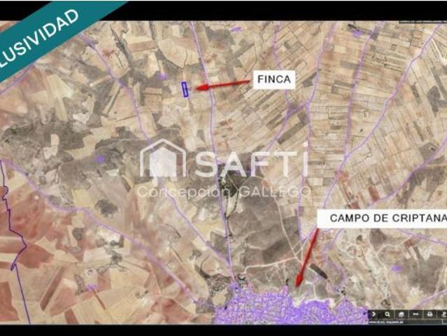Terreno de Secano con Plantación de Olivos en Campo de Criptana