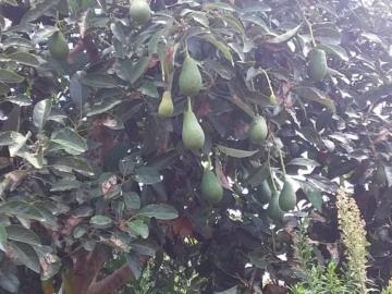 Terreno de Venta en Carchi Cantón Bolívar