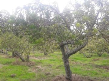 Terreno de Venta Puembo, cerca Club Arrayanes y colegio The Highlands School