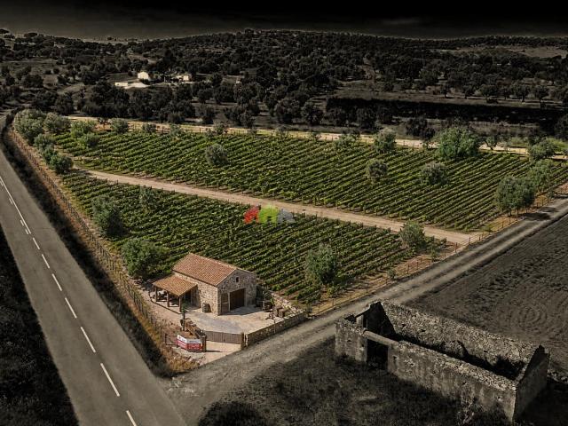 Terreno de 0,5ha com Olival e Potencial Turístico – Vila Alva