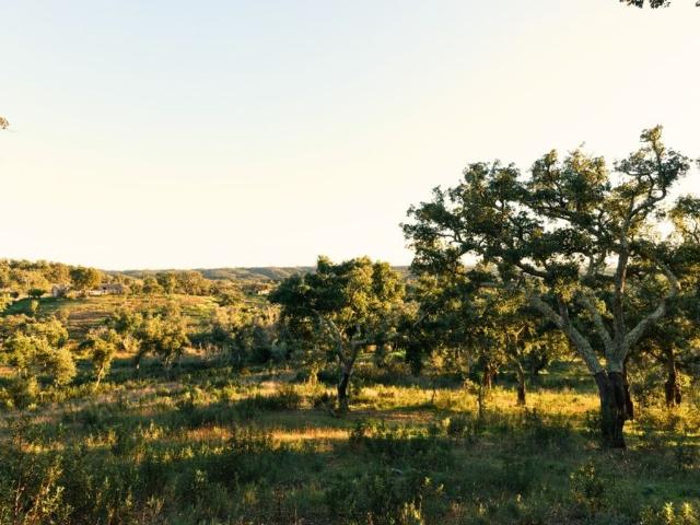 Terreno de 179250 m2 Centro, Santiago do Cacém, Setúbal