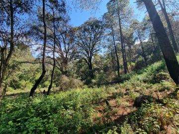 Terreno de 11000 m2 a 7 min de la Caseta desviaci?n Amanalco