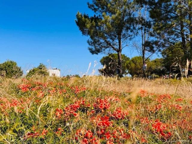 Terreno de 280 m2 à venda Comporta, Setúbal