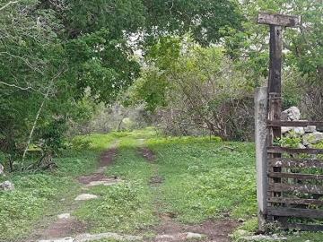 Terreno de 35 Hectáreas carretera Tetiz Celestún