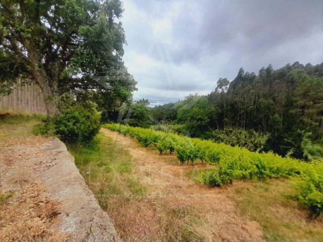 Terreno de 3 Hectares à Venda na Ramalhosa Oportunidade Única de Investimento! Localização privilegiada Ramalhosa, Portugal