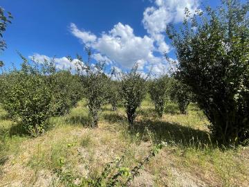 Terreno de 5,000 metros cuadrados en venta en en Nixtalpan, Nombre de Dios, Dgo