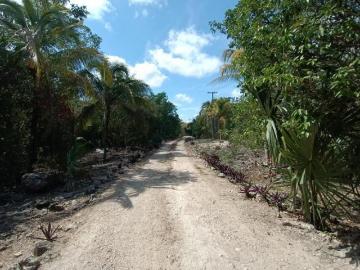 Terreno de 66 Hectáreas con Luz Cerca del Tren Maya estación Nuevo Xcan