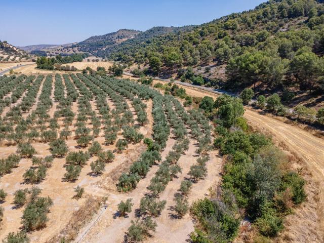 Terreno, Deifontes
