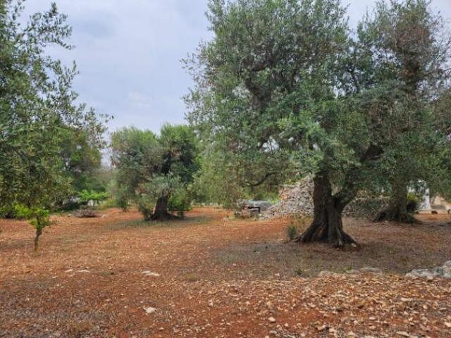 Terreno di 5000 m in vendita a Ostuni