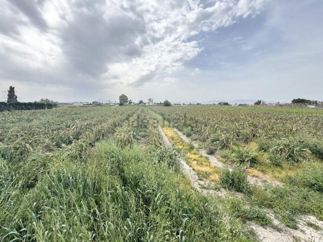 Terreno, Dolores