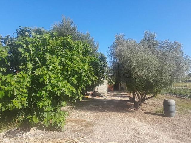 Terreno, Dolores