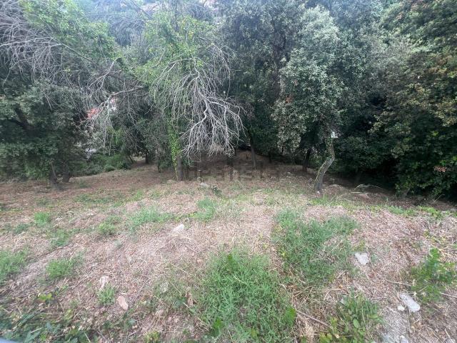 Terreno, Dosrius