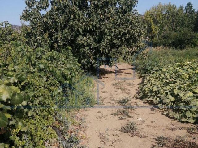 Terreno excelente para horta Vale da Vilariça | 26084079493